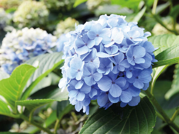Ballhortensie
