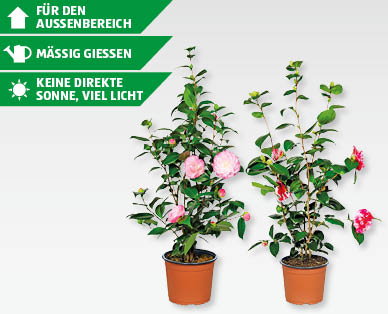 GARDENLINE(R) Kamelie