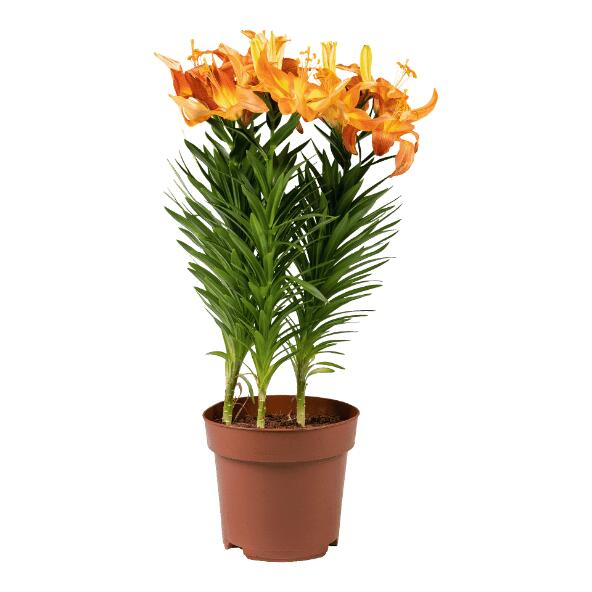 GARDENLINE(R) Lys asiatique