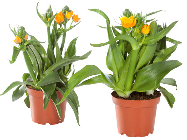 Ornithogalum dubium (Orangefarbener Milchstern)