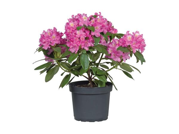 Rhododendron