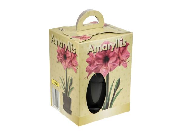 Grow Your Own Amaryllis