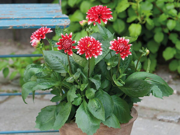 Stor dahlia