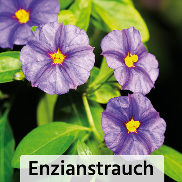 Blühpflanzen