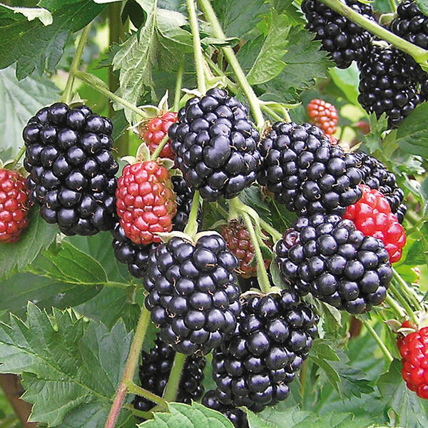 Exotisches Beerenobst