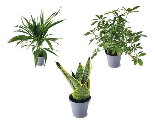 4" Foliage Assorted Varieties