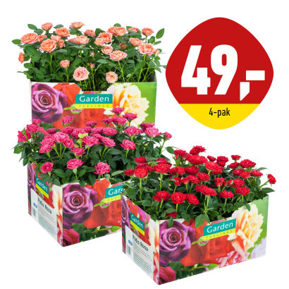 Roser eller gerbera