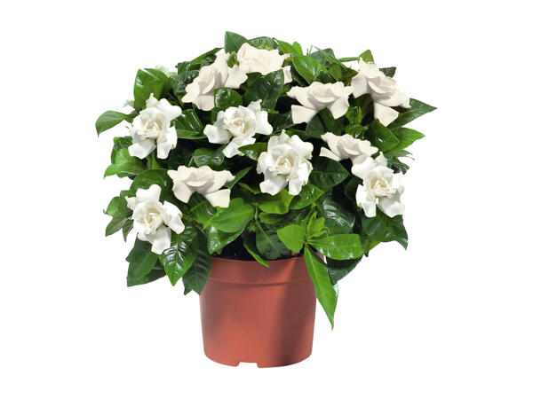 Stephanotis Jasmin or Gardenia