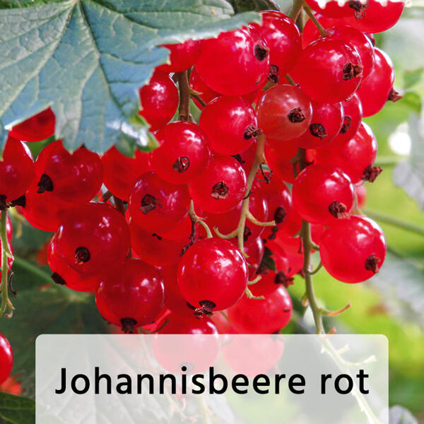 Spalierobst
