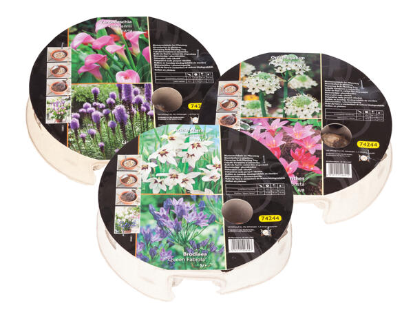 Autumn Flowers Bulbs