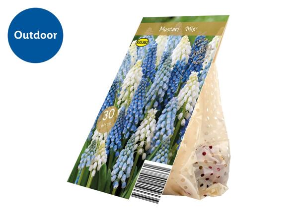 Premium Bulbs Muscari 'Mix'