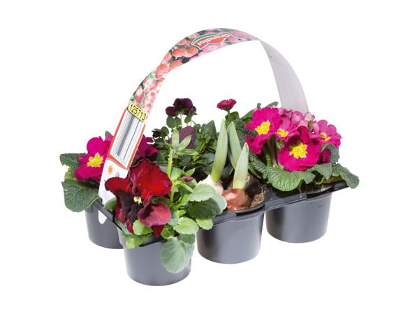 Forårsblomster i bakke