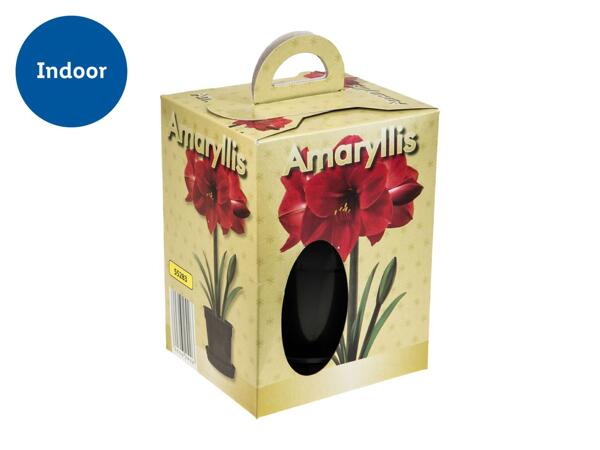 Amaryllis
