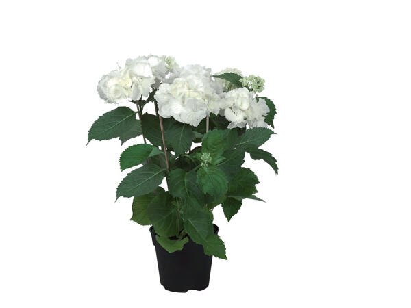 Hortensia
