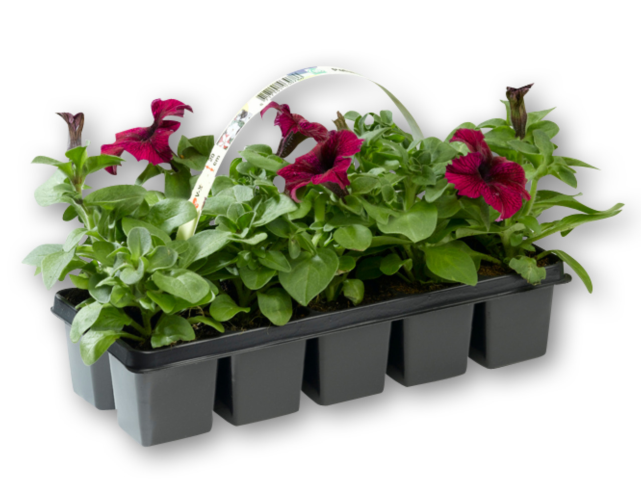 Danske bedplanter 10'er bakke