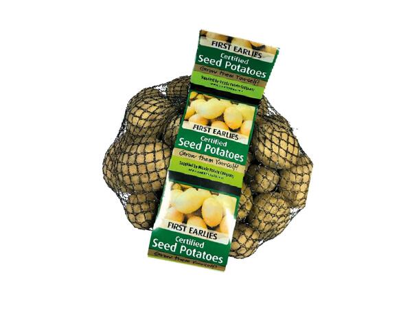 Seed Potatoes