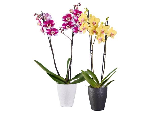 Phalaenopsis 2 stems