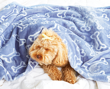 Throw Blanket