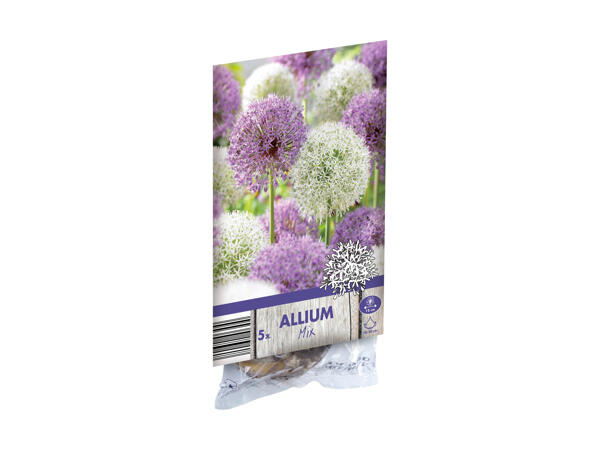 Blomsterløg prydløg