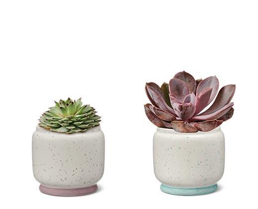 Petite Succulent Assorted Varieties