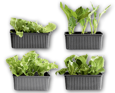 Plants de salade bio NATURE SUISSE BIO