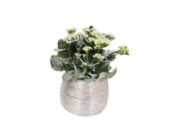 Plante fleurie dans un pot en céramique argenté