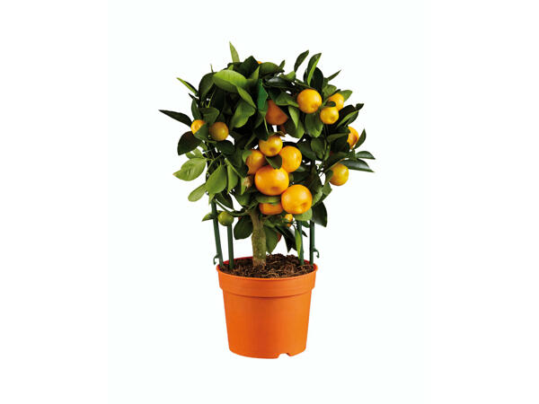 Plantes méditerranéennes