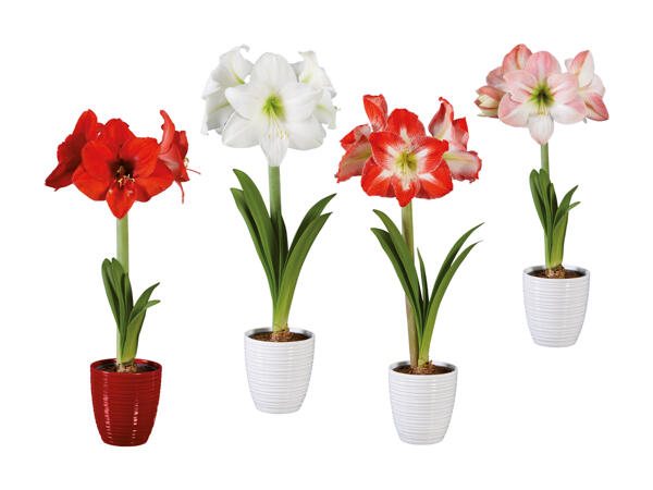 Amaryllis dans un pot en céramique rouge