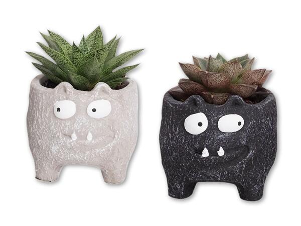 Grøn plante i keramik