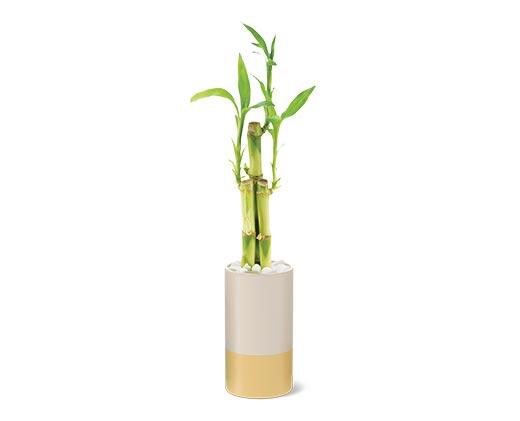 2.5" Lucky Bamboo