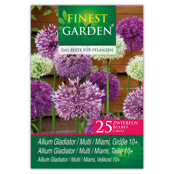 Allium Blumenzwiebeln