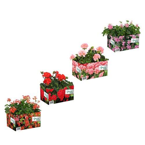 GARDENLINE Gerani in vaschetta da 4 in piedi e da appendere