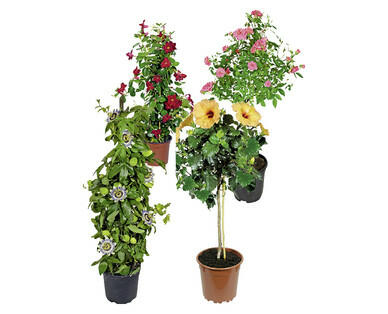 PLANTE EN POT