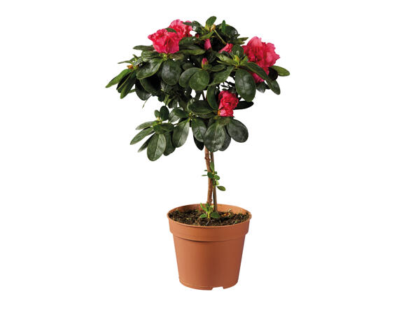 Standard Azalea