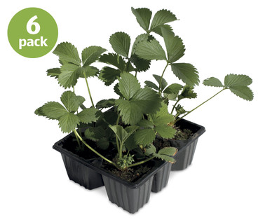 Strawberry Plants
