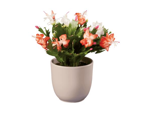 Duo de Schlumbergera