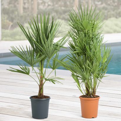 Palmplant