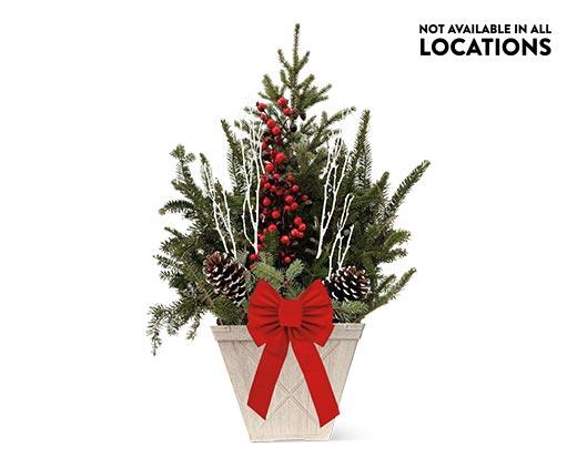 Holiday Planter Assorted Varieties