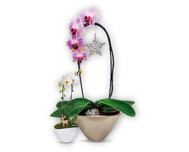 Phalaenopsis Cascade
