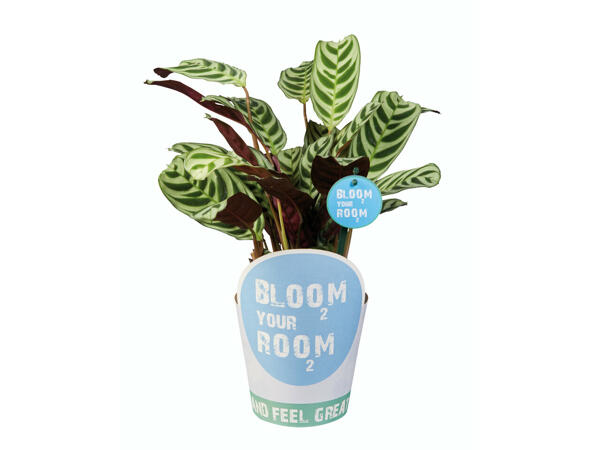Plantes vertes Bloom Your Room