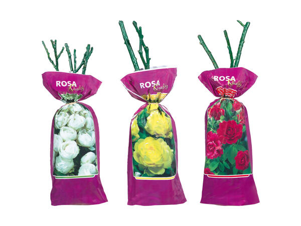 Esclusive rose nobili, da aiuola e rampicanti