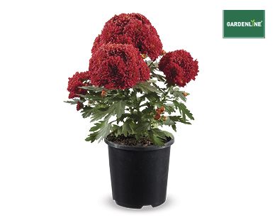 FLOWERING CHRYSANTHEMUMS 130MM