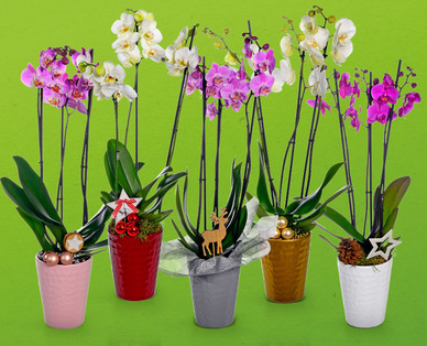 Orchidee 3-Trieber