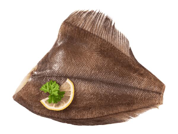 Platýs atlantský