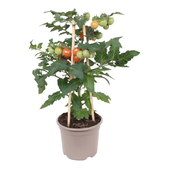 Plante potagère