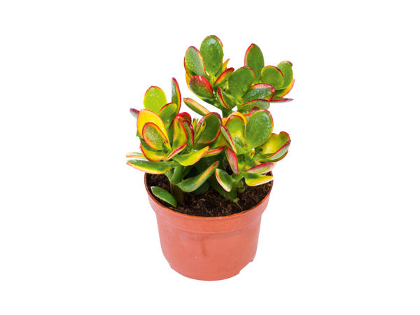 Succulent