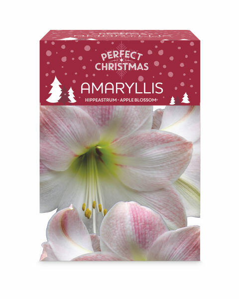 Apple Blossom Amaryllis Growing Kit