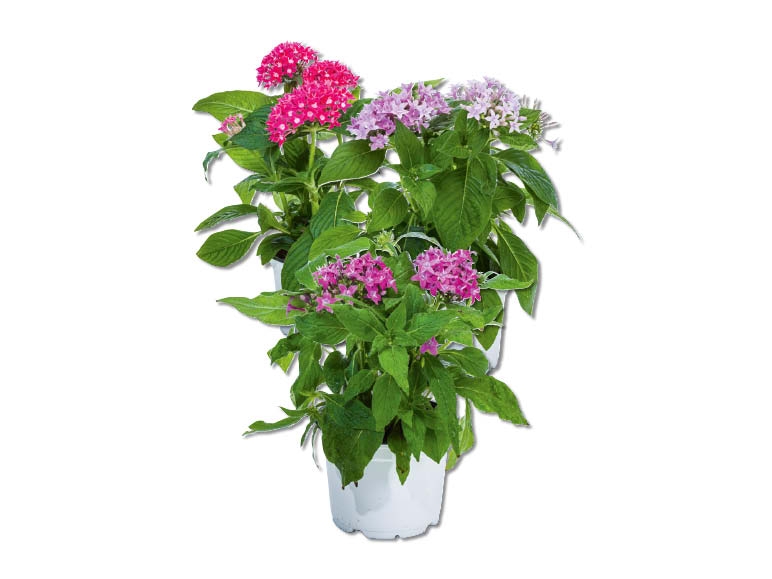 Pentas lancéolé