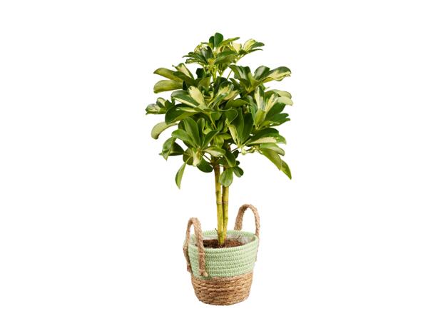 Green Plants