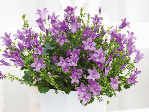Klokkeblomst